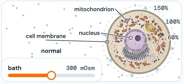 The Cell lab: a cell in a bath, with its parts labelled and a slider for the bath.