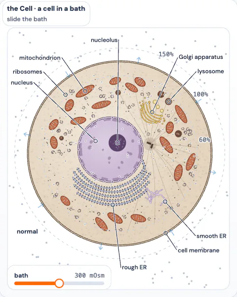 The Cell in 2D: a cell in a bath, with a slider for the bath