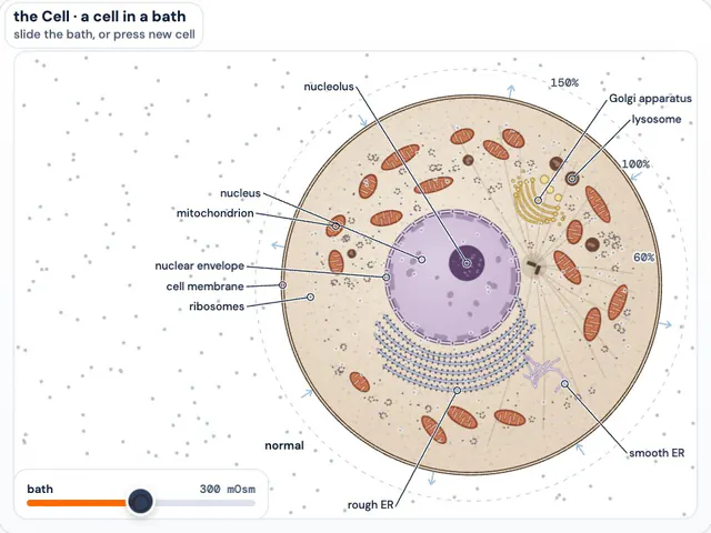 The Cell in 2D: a cell in a bath, with a slider for the bath
